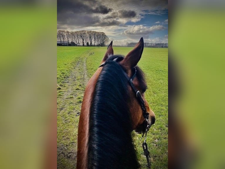 Quarter Pony Merrie 10 Jaar 150 cm Donkerbruin in Nuland