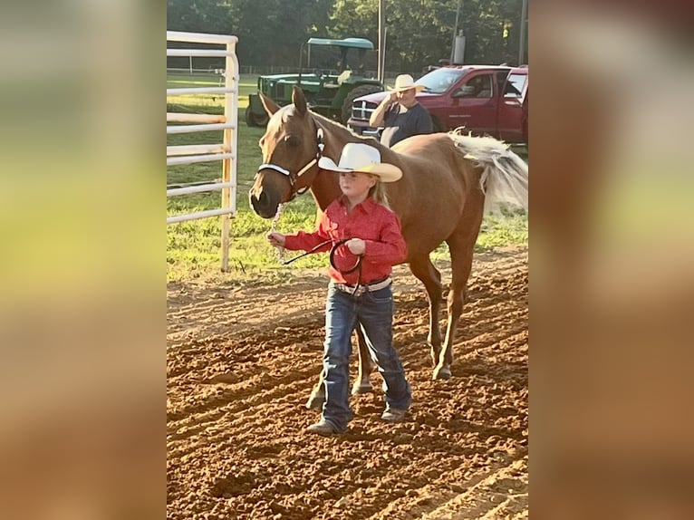 Quarter Pony Merrie 10 Jaar Palomino in Weatherford