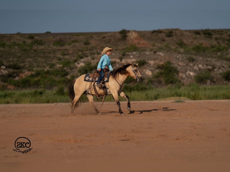 Quarter Pony Merrie 11 Jaar 132 cm Buckskin in Canyon