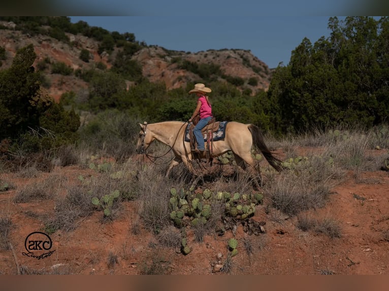 Quarter Pony Merrie 11 Jaar 132 cm Buckskin in Canyon