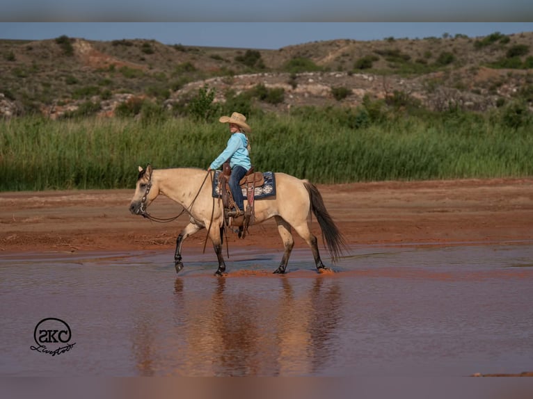 Quarter Pony Merrie 11 Jaar 132 cm Buckskin in Canyon