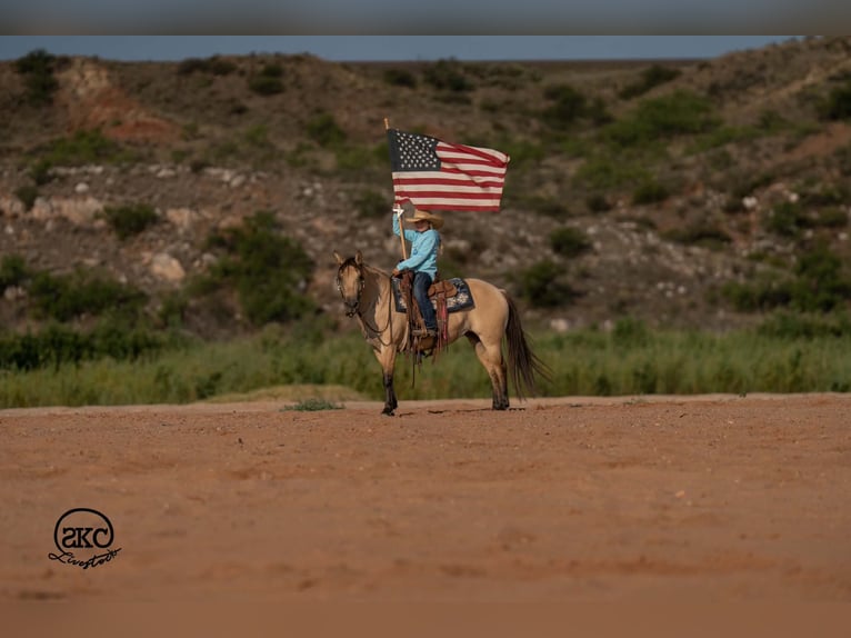 Quarter Pony Merrie 11 Jaar 132 cm Buckskin in Canyon