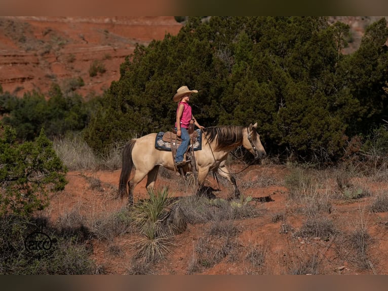 Quarter Pony Merrie 11 Jaar 132 cm Buckskin in Canyon