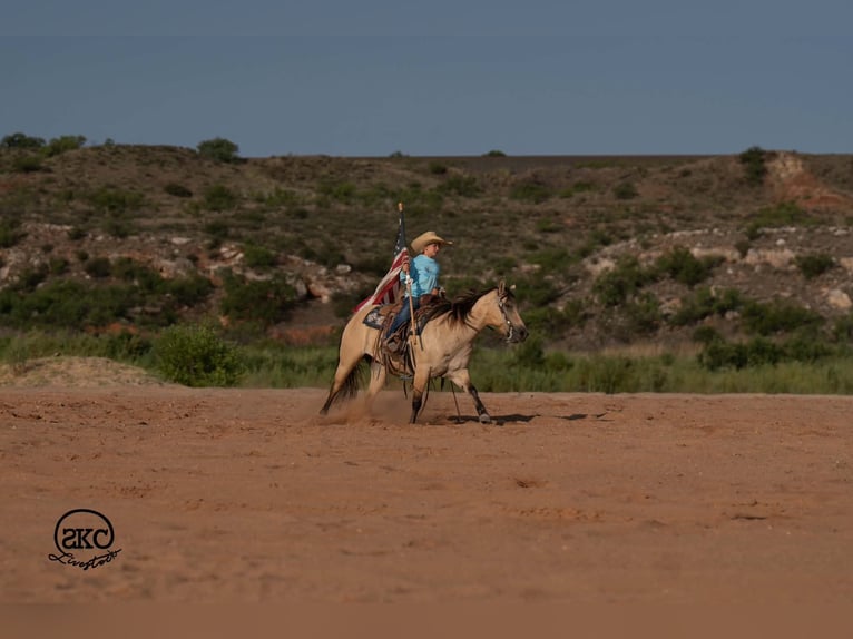 Quarter Pony Merrie 11 Jaar 132 cm Buckskin in Canyon