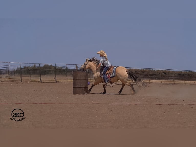 Quarter Pony Merrie 11 Jaar 132 cm Buckskin in Canyon
