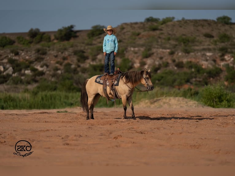 Quarter Pony Merrie 11 Jaar 132 cm Buckskin in Canyon