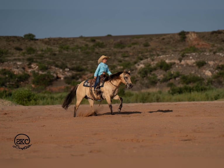 Quarter Pony Merrie 11 Jaar 132 cm Buckskin in Canyon