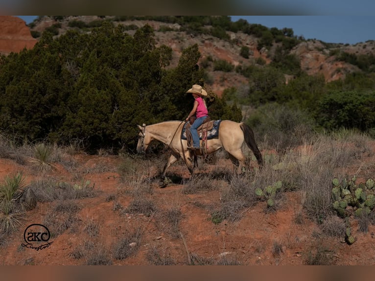 Quarter Pony Merrie 11 Jaar 132 cm Buckskin in Canyon