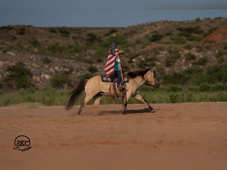Quarter Pony Merrie 11 Jaar 132 cm Buckskin in Canyon
