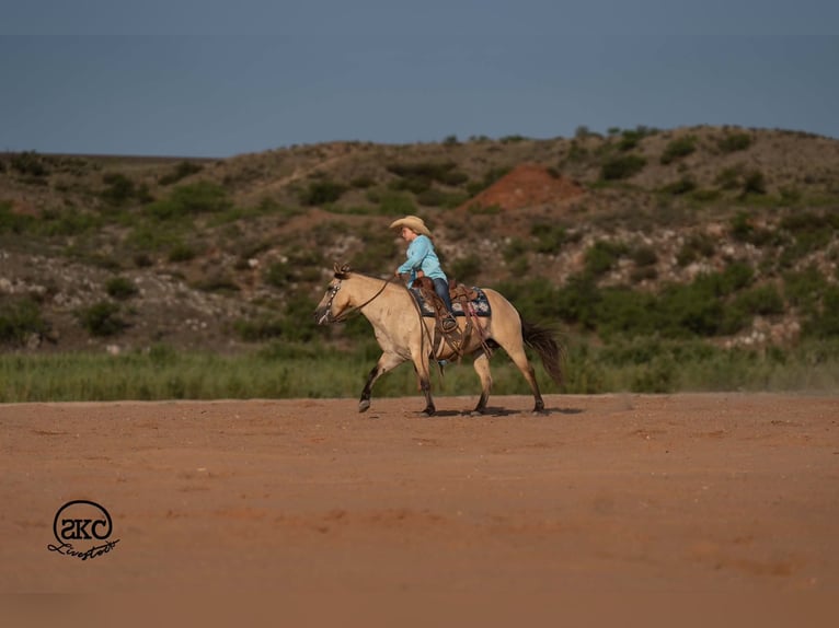 Quarter Pony Merrie 11 Jaar 132 cm Buckskin in Canyon