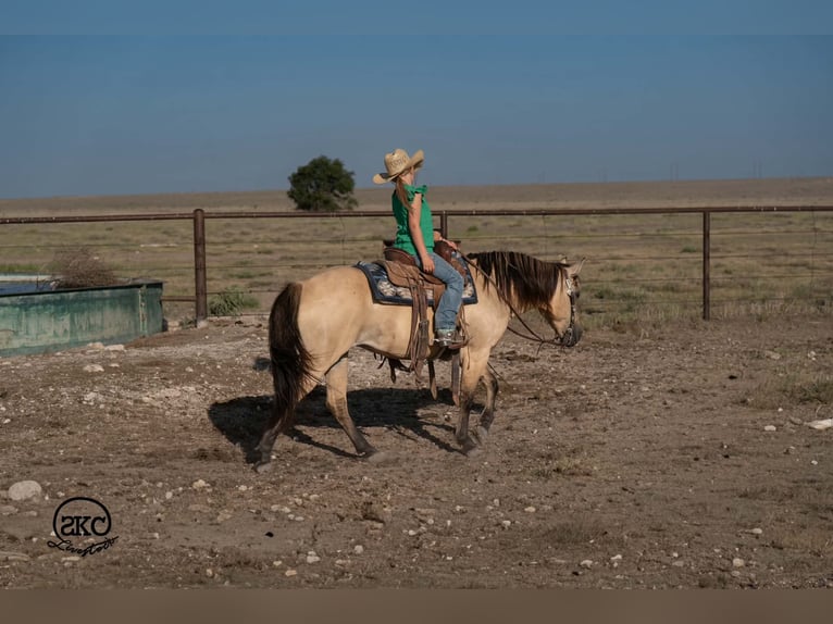 Quarter Pony Merrie 11 Jaar 132 cm Buckskin in Canyon