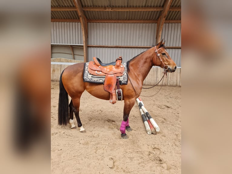 Quarter Pony Merrie 11 Jaar 153 cm Bruin in Ruinerwold