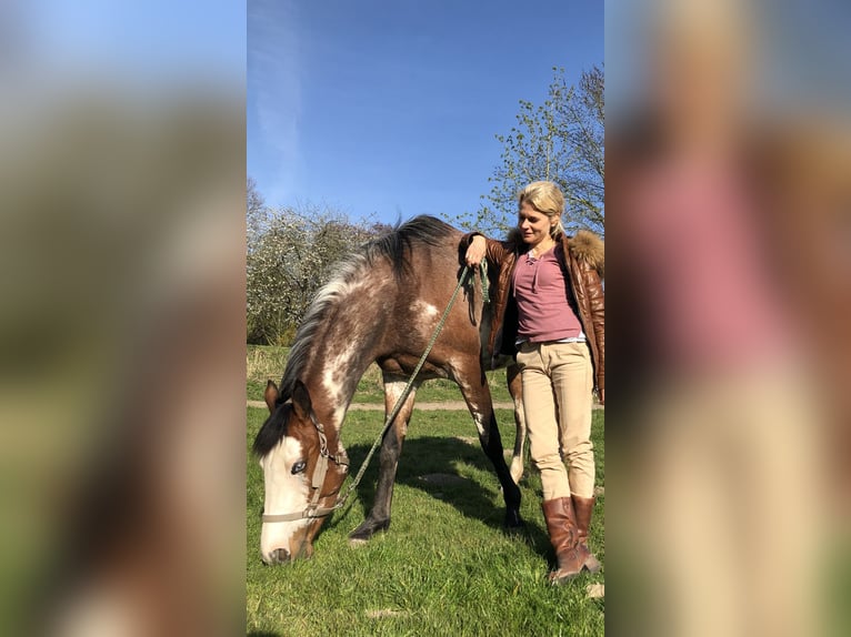 Quarter Pony Merrie 11 Jaar 155 cm Overo-alle-kleuren in Klein Nordende