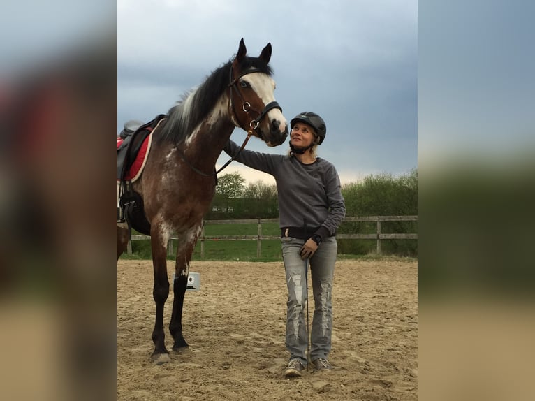 Quarter Pony Merrie 11 Jaar 155 cm Overo-alle-kleuren in Klein Nordende