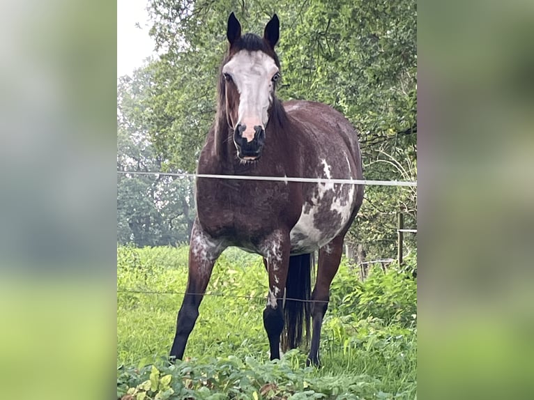 Quarter Pony Merrie 11 Jaar 155 cm Overo-alle-kleuren in Klein Nordende