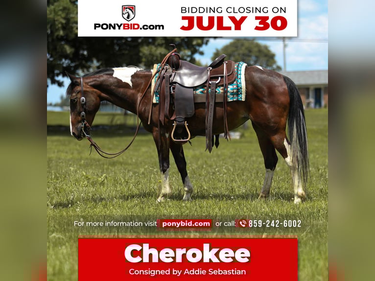 Quarter Pony Merrie 12 Jaar 137 cm in Falmouth, KY