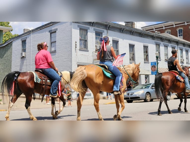 Quarter Pony Merrie 12 Jaar 137 cm in Falmouth, KY