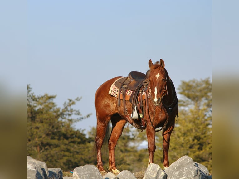 Quarter Pony Merrie 12 Jaar 142 cm Roodvos in Rebersburg