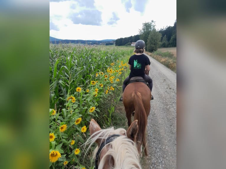 Quarter Pony Mix Merrie 12 Jaar 150 cm Vos in Eschlkam