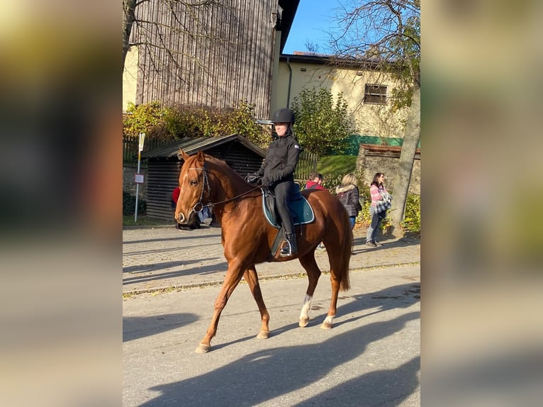 Quarter Pony Mix Merrie 12 Jaar 150 cm Vos in Eschlkam