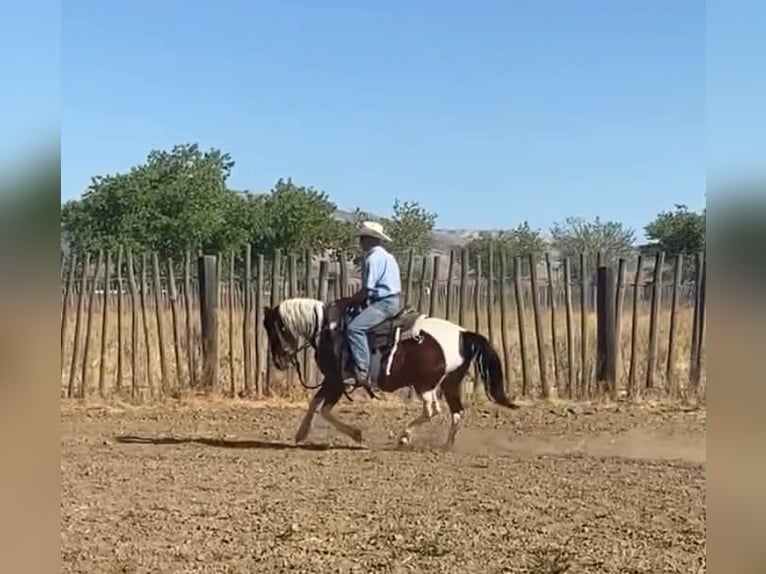 Quarter Pony Merrie 13 Jaar 135 cm Tobiano-alle-kleuren in Tres Pinos
