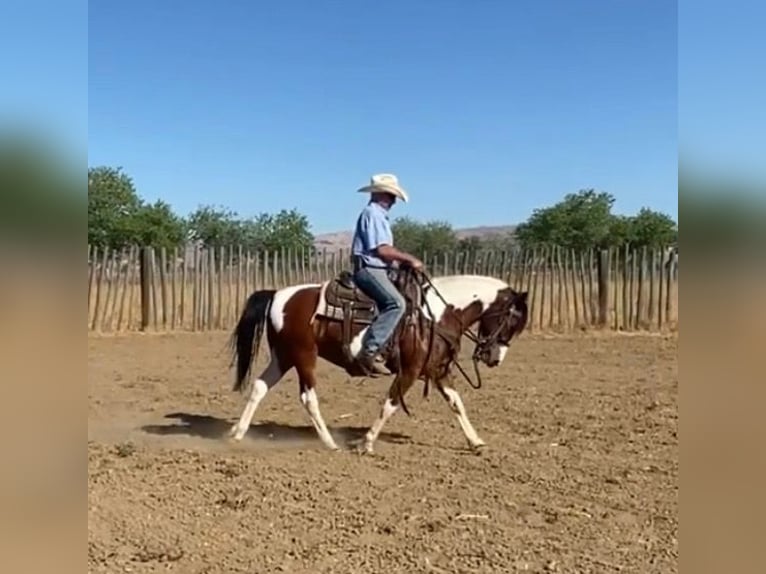 Quarter Pony Merrie 13 Jaar 135 cm Tobiano-alle-kleuren in Tres Pinos