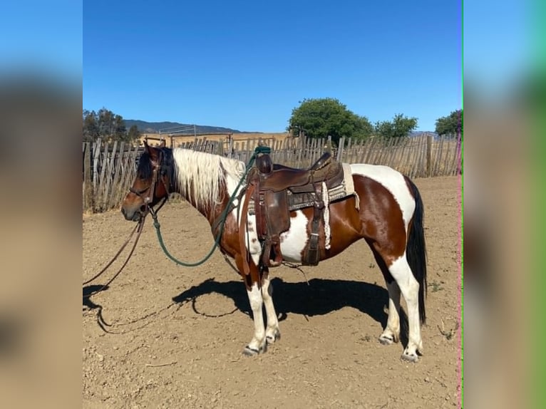 Quarter Pony Merrie 13 Jaar 135 cm Tobiano-alle-kleuren in Tres Pinos