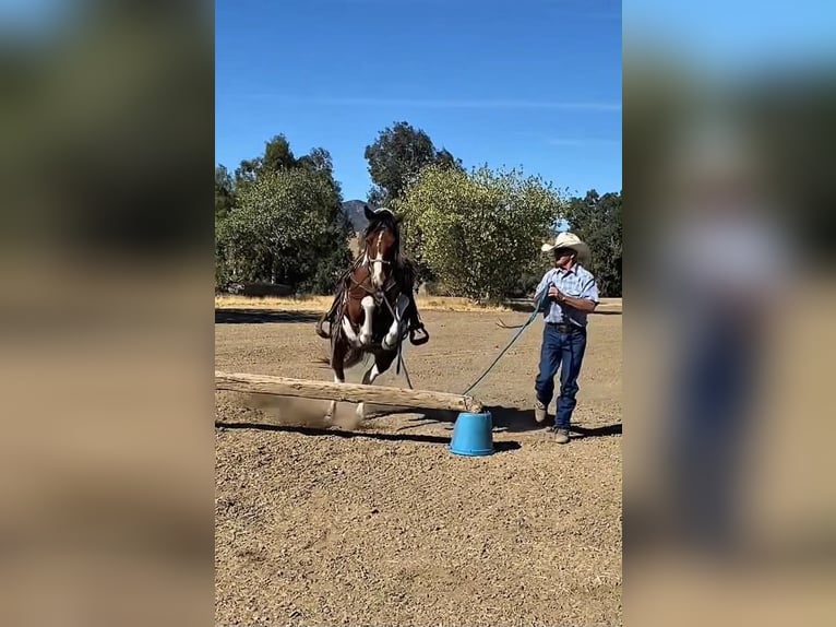 Quarter Pony Merrie 13 Jaar 135 cm Tobiano-alle-kleuren in Tres Pinos