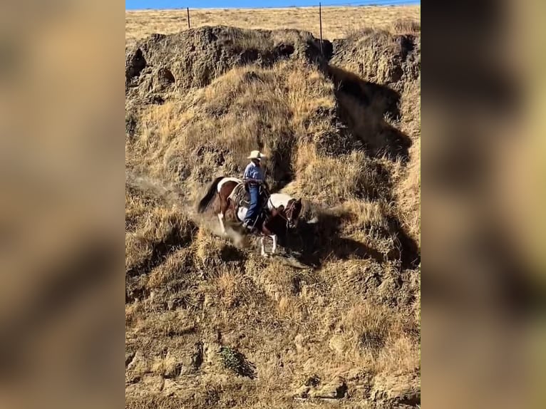 Quarter Pony Merrie 13 Jaar 135 cm Tobiano-alle-kleuren in Tres Pinos