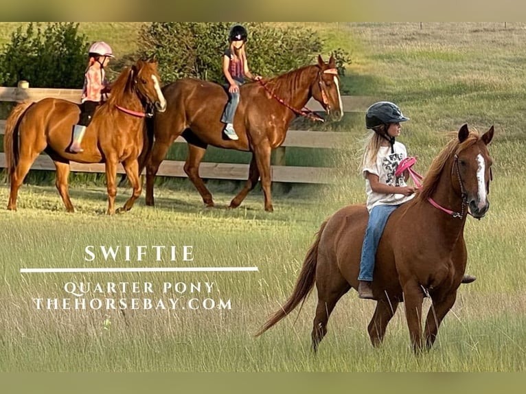 Quarter Pony Merrie 13 Jaar 140 cm Roodvos in Fishtail, MT