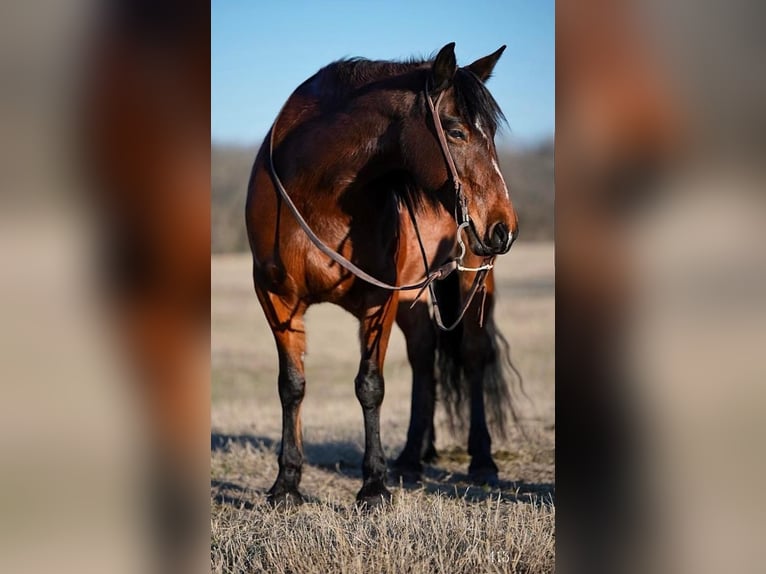 Quarter Pony Merrie 13 Jaar 142 cm Roodbruin in Weatherford, TX