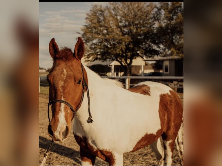 Quarter Pony Merrie 13 Jaar in Rockwall, TX