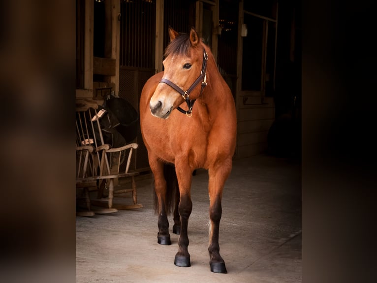 Quarter Pony Merrie 14 Jaar Roodbruin in Guyton