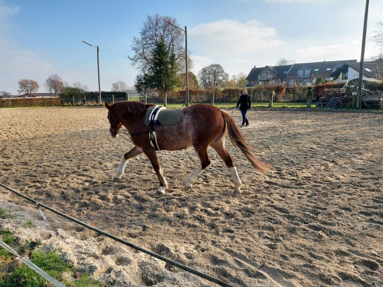 Quarter Pony Mix Merrie 15 Jaar 148 cm Gevlekt-paard in Erkelenz