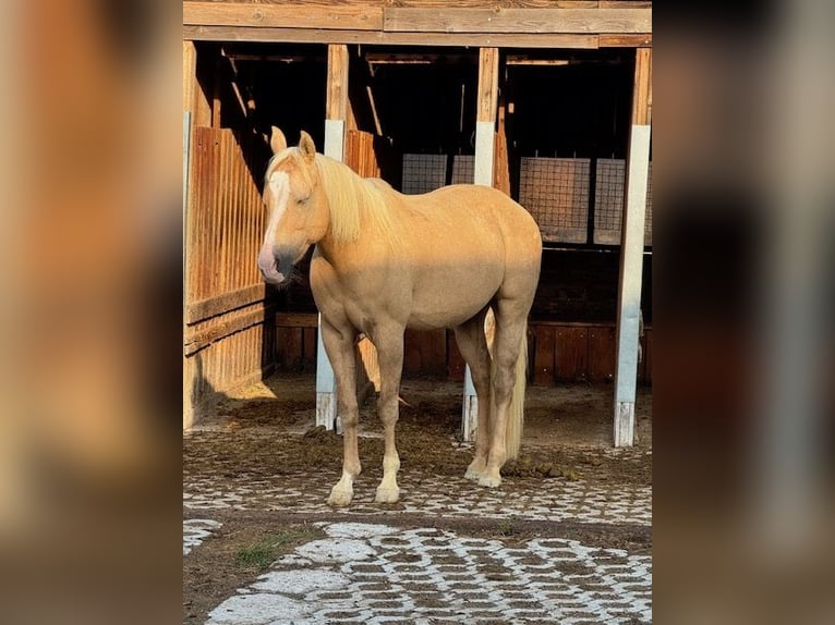 Quarter Pony Merrie 16 Jaar 143 cm Palomino in Wien