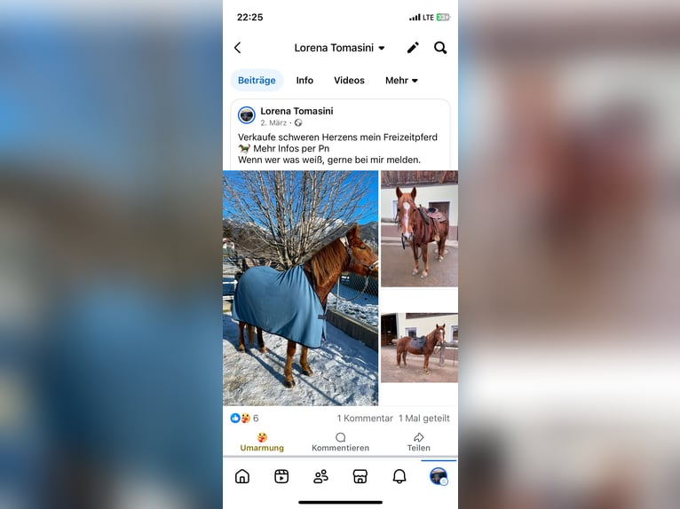 Quarter Pony Mix Merrie 17 Jaar 143 cm Vos in Schwaz