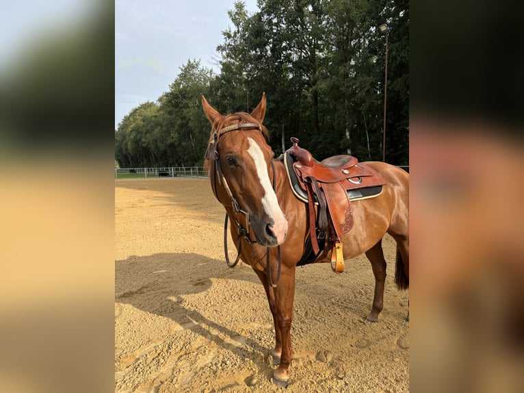 Quarter Pony Merrie 17 Jaar 154 cm Vos in LaarEmlichheim