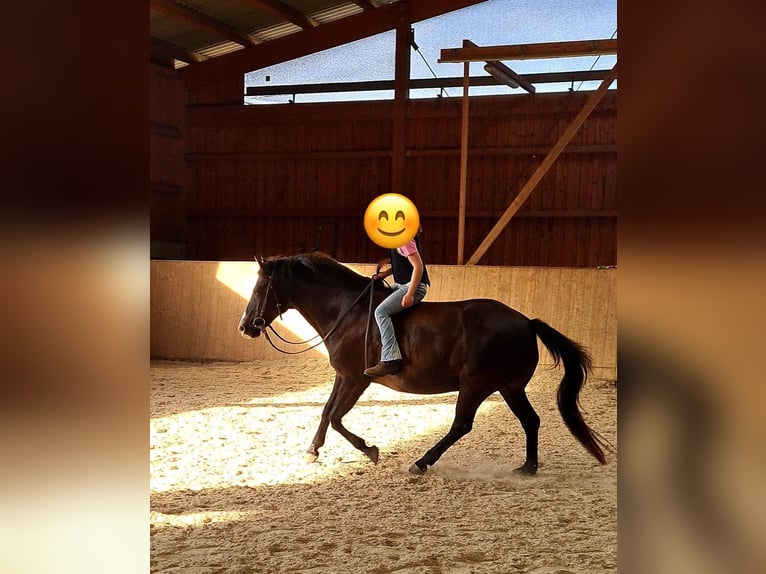 Quarter Pony Mix Merrie 19 Jaar 140 cm Zwartbruin in Königs Wusterhausen