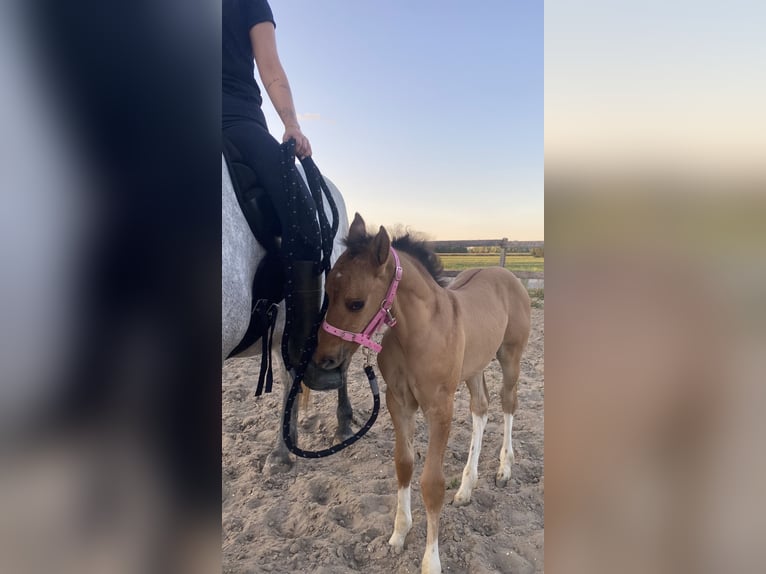 Quarter Pony Mix Merrie 1 Jaar 110 cm Lichtbruin in Deil