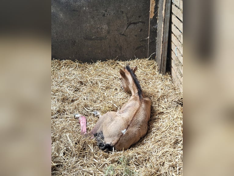 Quarter Pony Mix Merrie 1 Jaar 110 cm Lichtbruin in Deil