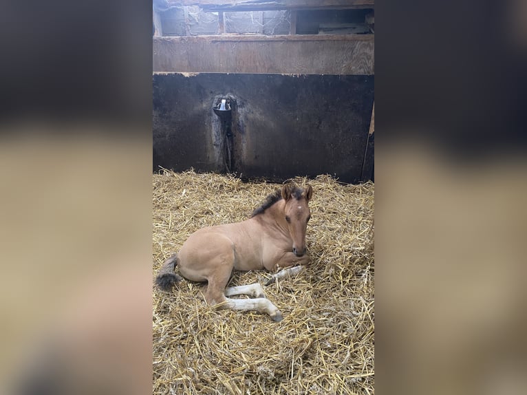 Quarter Pony Mix Merrie 1 Jaar 110 cm Lichtbruin in Deil