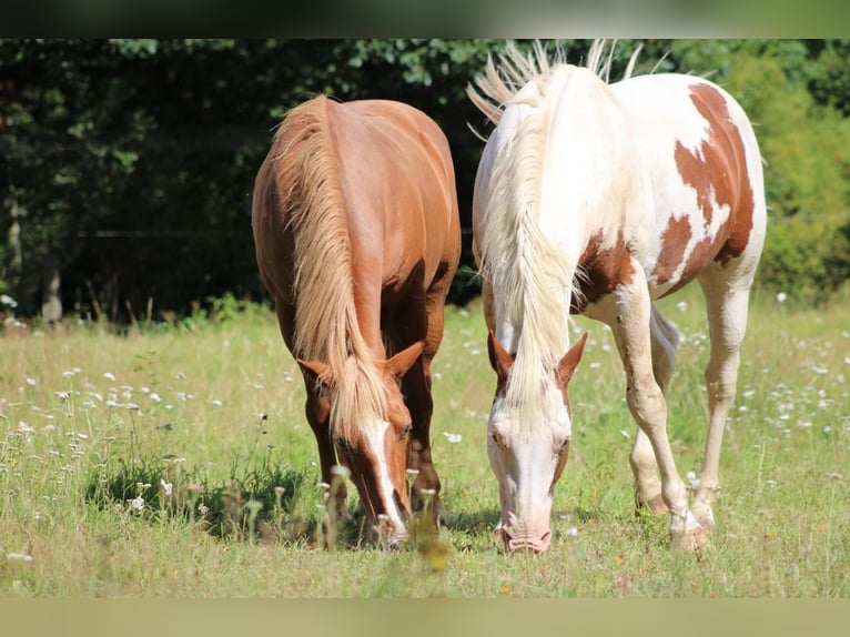 Quarter Pony Merrie 1 Jaar 135 cm Gevlekt-paard in Hüttenrode