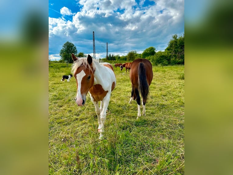 Quarter Pony Merrie 1 Jaar 135 cm Gevlekt-paard in Hüttenrode