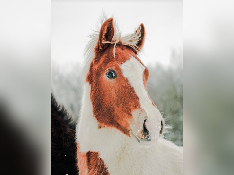 Quarter Pony Merrie 1 Jaar 135 cm Gevlekt-paard in Hüttenrode