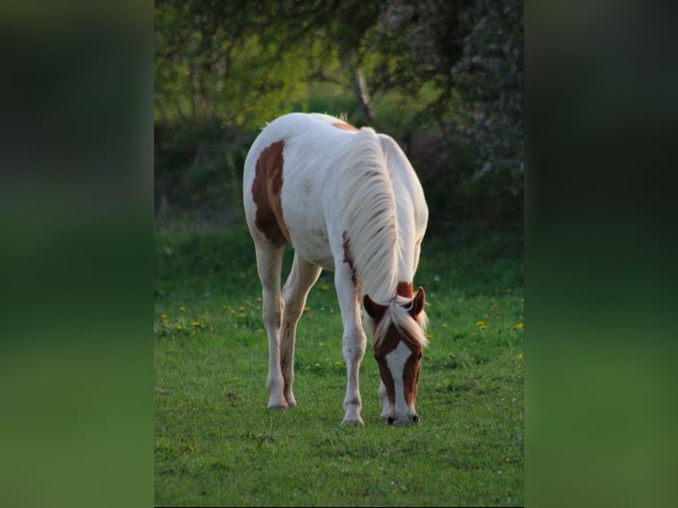 Quarter Pony Merrie 1 Jaar 135 cm Gevlekt-paard in Hüttenrode