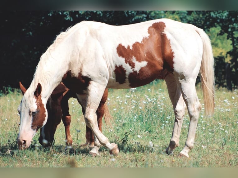 Quarter Pony Merrie 1 Jaar 135 cm Gevlekt-paard in Hüttenrode