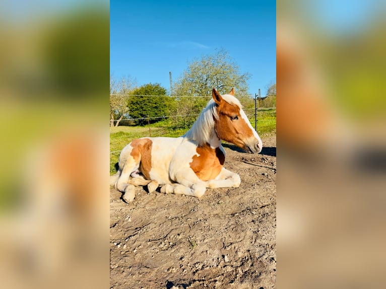 Quarter Pony Merrie 1 Jaar 135 cm Gevlekt-paard in Hüttenrode