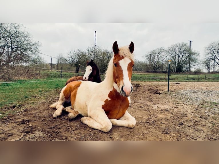 Quarter Pony Merrie 1 Jaar 135 cm Gevlekt-paard in Hüttenrode