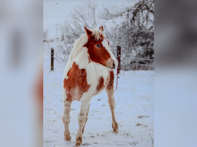 Quarter Pony Merrie 1 Jaar 135 cm Gevlekt-paard in Hüttenrode