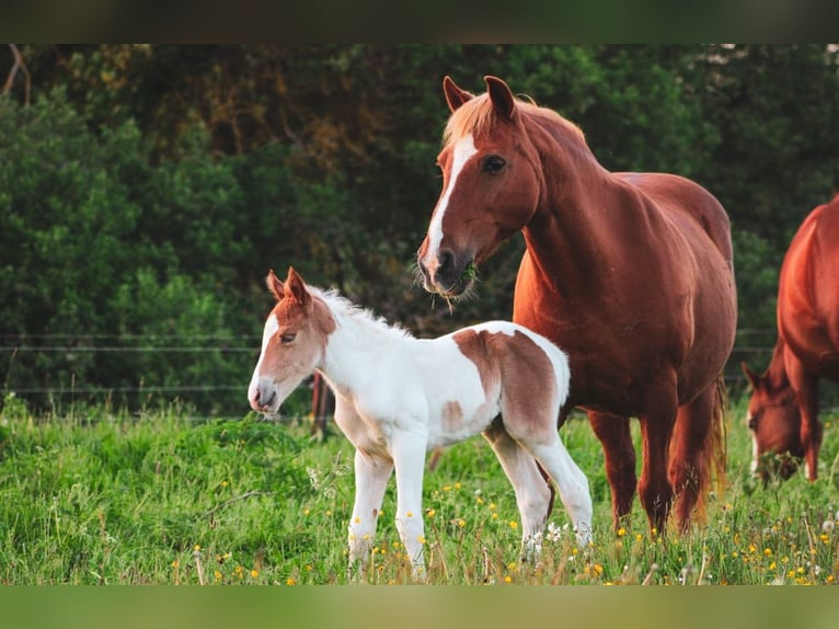 Quarter Pony Merrie 1 Jaar 135 cm Gevlekt-paard in Hüttenrode